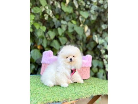 Safkan pomeranian boo yavrularımız