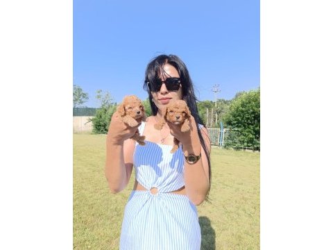 Maltipoo yavrularım çok sevimliler