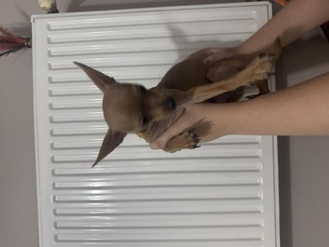 Şivava minyatür pinscher