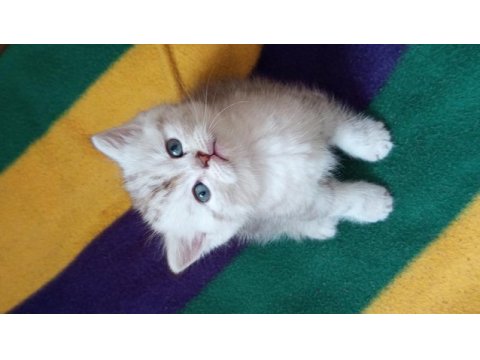 British shorthair oğlumuza ve kızımıza yuva arıyoruz