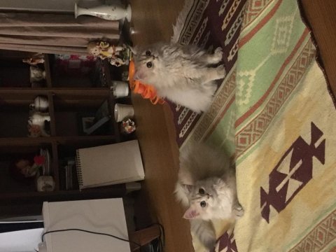 İkisi 4 diğeri 9 aylık üç british longhair