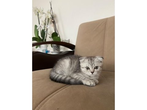 Scottish fold silver