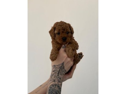 Toy poodle yavrularımız ömürlük aileleri bekliyor