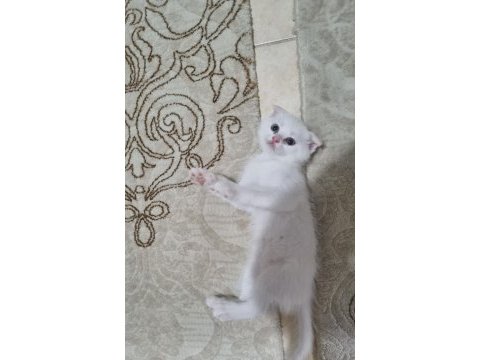 Kartopu gibi scottish fold kedimiz