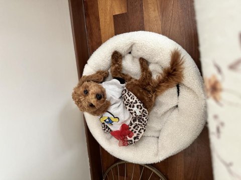 Aşılı eğitimli prenses köpeğimiz