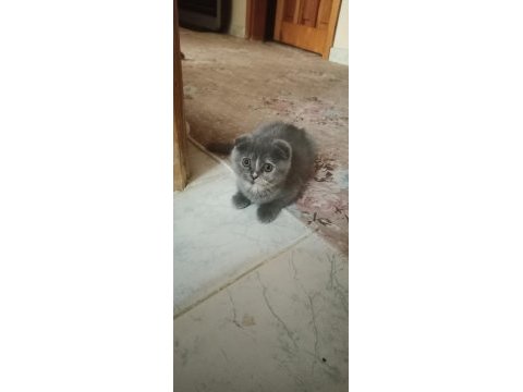 Scottish fold kedilerim bir dişi bir erkek