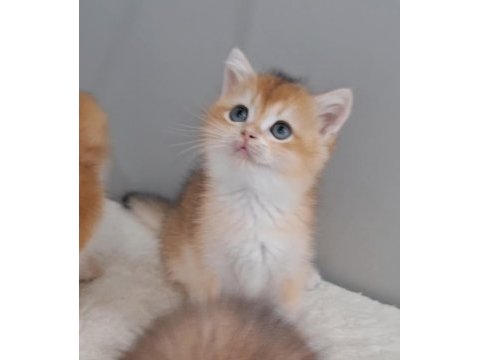 Wcf pedigrili british shorthair/longhair yavrular