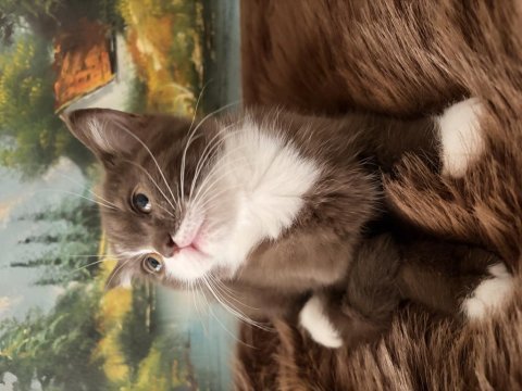 Çikolata ve cinnamon bicolor british shorthair