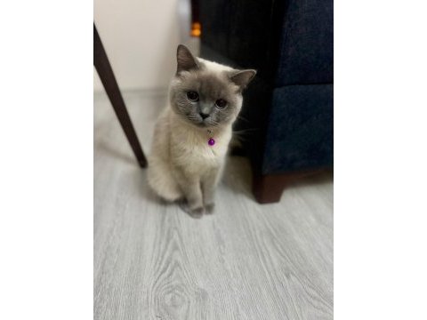 British blue point