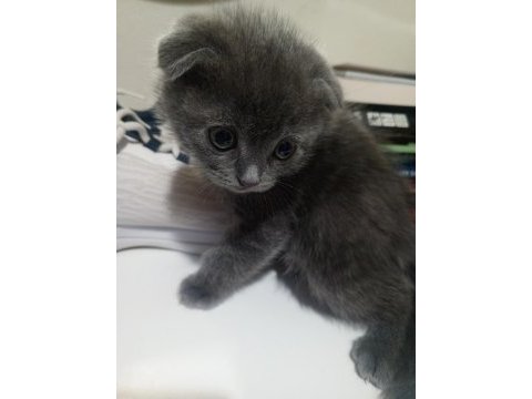 Yavru kedi 3 haftalık cins kedimiz