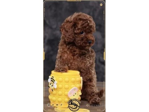 Toy poodle yavrularımız
