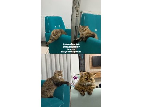 Ücretsiz sahiplendirme kedimiz
