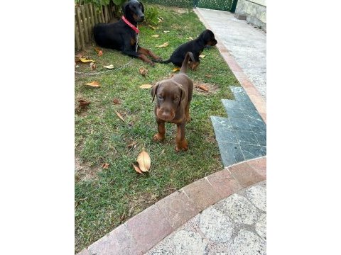 Yavru doberman safkan