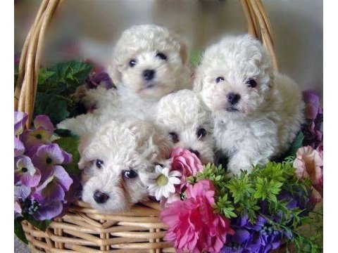 Maltese terrier adrese teslim, kapıda ödeme yapabilirsiniz