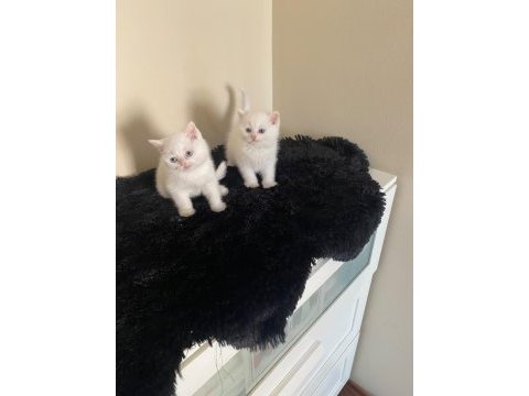 Oyuncu british shorthair yavrular