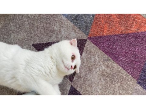 Beyaz scottish fold 3 aylık