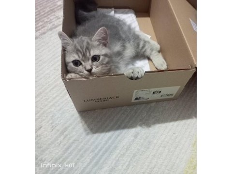 Minik bir british shorthair güzellik yuva arıyor
