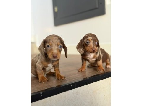Göz kamaştıran dapple dachshund (sosis köpek)