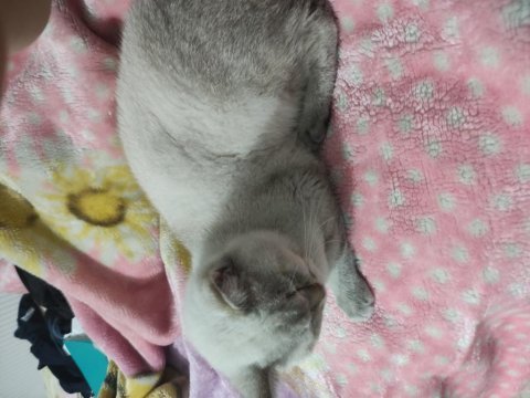 British shorthair mavi gözlü çok uslu 10 aylık erkek