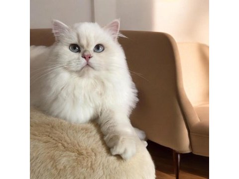 Safkan british longhair yavrular
