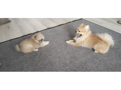 50 günlük pomeranian