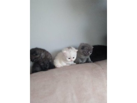British shorthair yavrularımız