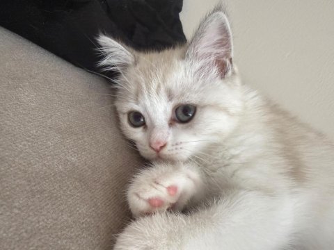 British shorthair 2 aylık dişi