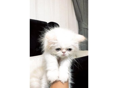 İran kedisi bebek suratlı