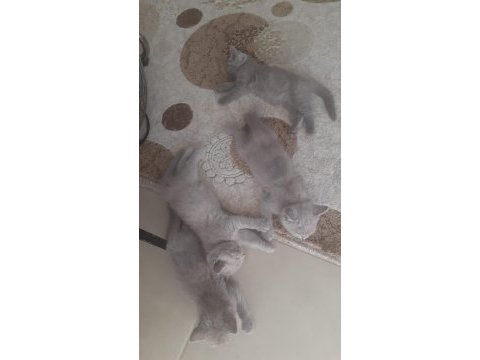 19 temmuz doğumlu british shorthair
