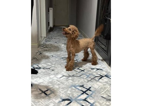 A kalite toy poodle