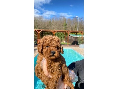 Tea cup  orjinal toy poodle yavrulari