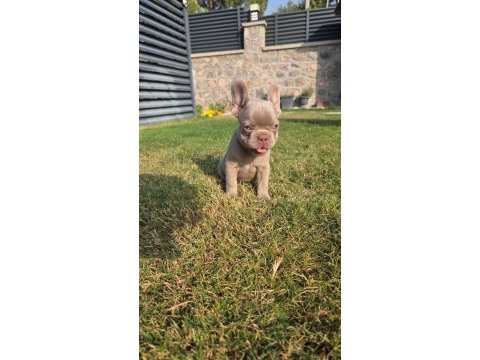 Fluffy big rope egzotik french bulldog yavrular