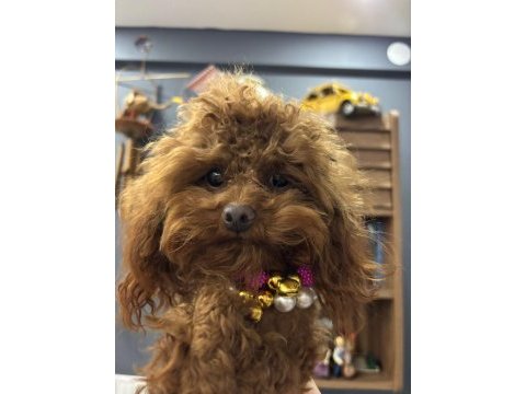 Birbirinden tatlı kore poodle köpekler sizleri bekliyor