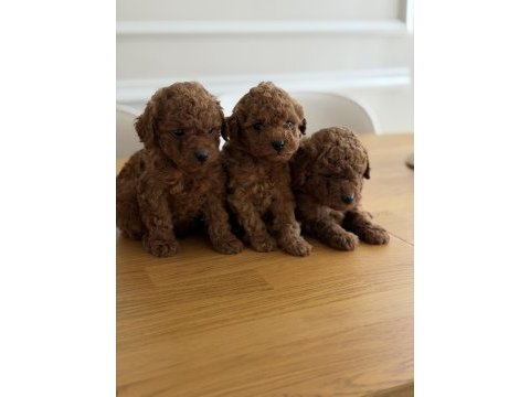 Safkan sevimli toy poodle yavrular