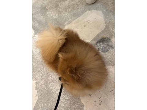 Pomeranian boo dişi üst düzey erkek