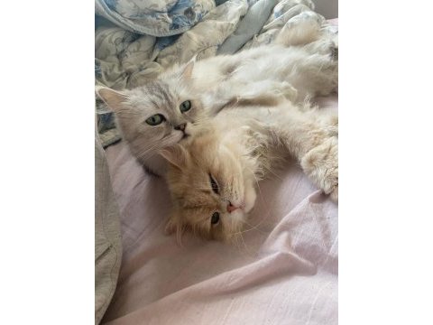 Safkan babadan british longhair erkek