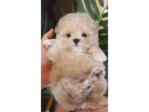 Kore kan teacup poodle yeni sahibini bekliyor
