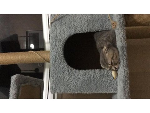 Scottish fold dişi