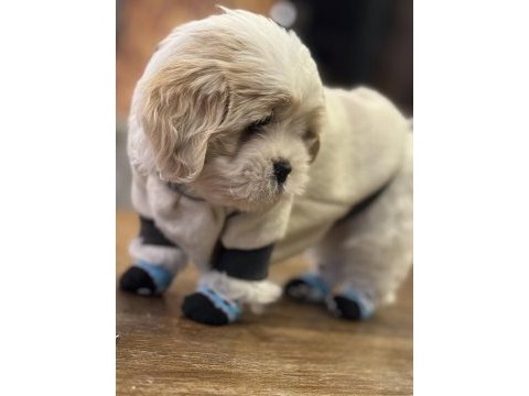 3 aylık shih tzu