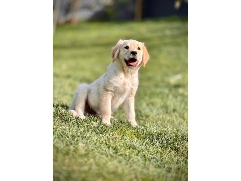 Baby face golden retriever bebeklerimiz
