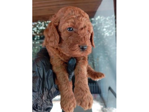Irk ve sağlık garanti red brown poodle yavrularım