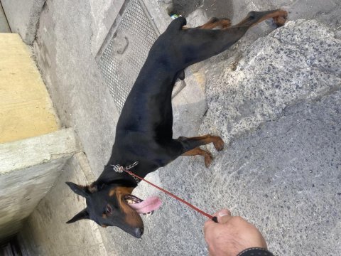 Aşıları tam uysal doberman