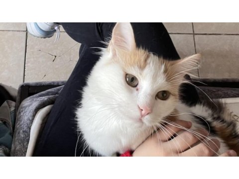 Oyuncu kedimiz lola ailesini arıyor