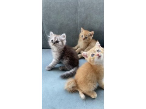 British shorthair 50 günlük bebelerim