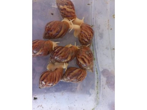 Dev afrika salyangozları