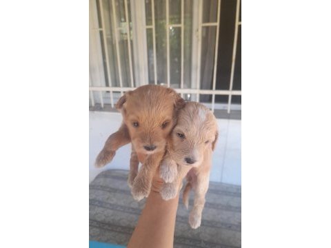 F2 maltipoo yavrularımız rezerveye açılmıştır