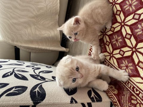 British shorthair 2 aylık kedimiz