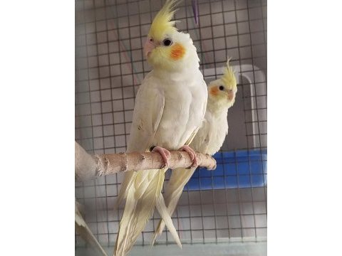 Erkek 4.5 aylık sultan papağanı