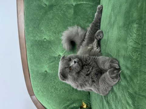 Scottish fold longhair