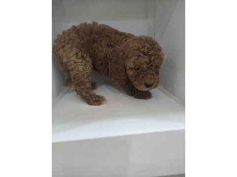 Safkan toy poodle köpeği